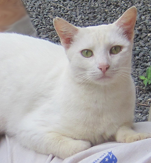 cat