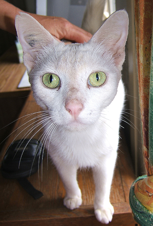 cat