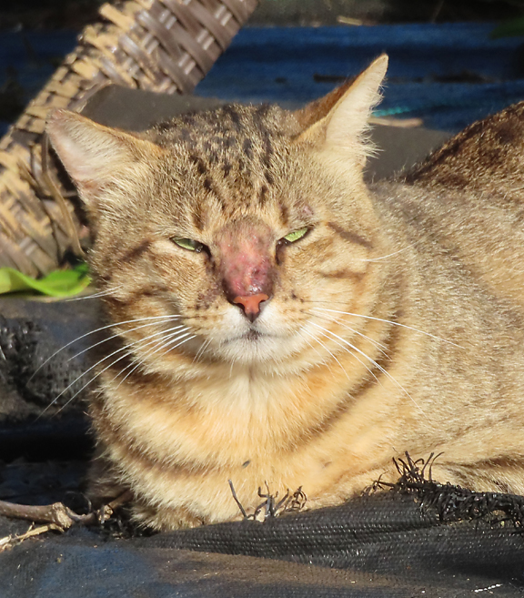 Maui Fire cat Sweetie