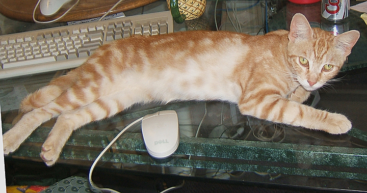 cat