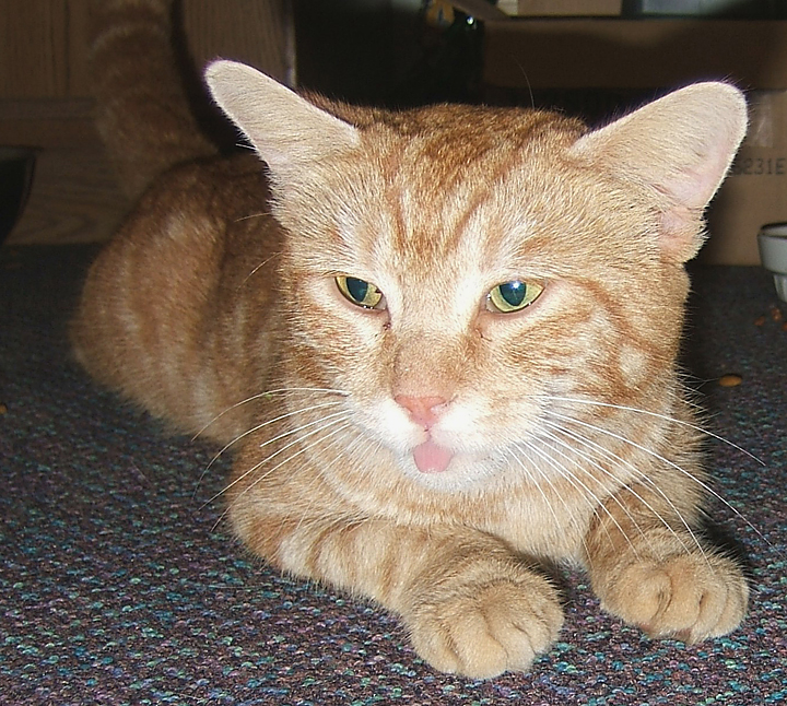 cat