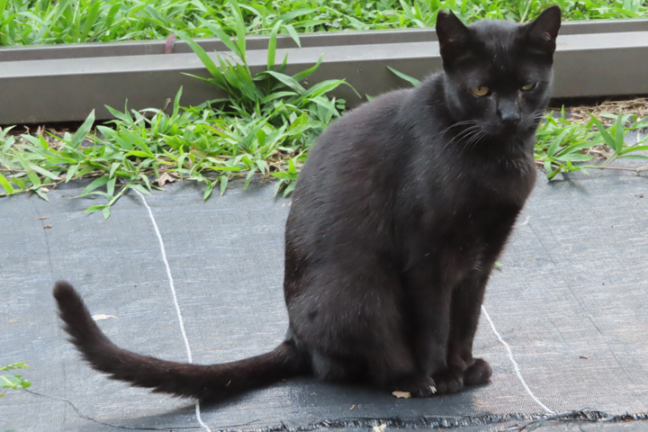 Taz cat