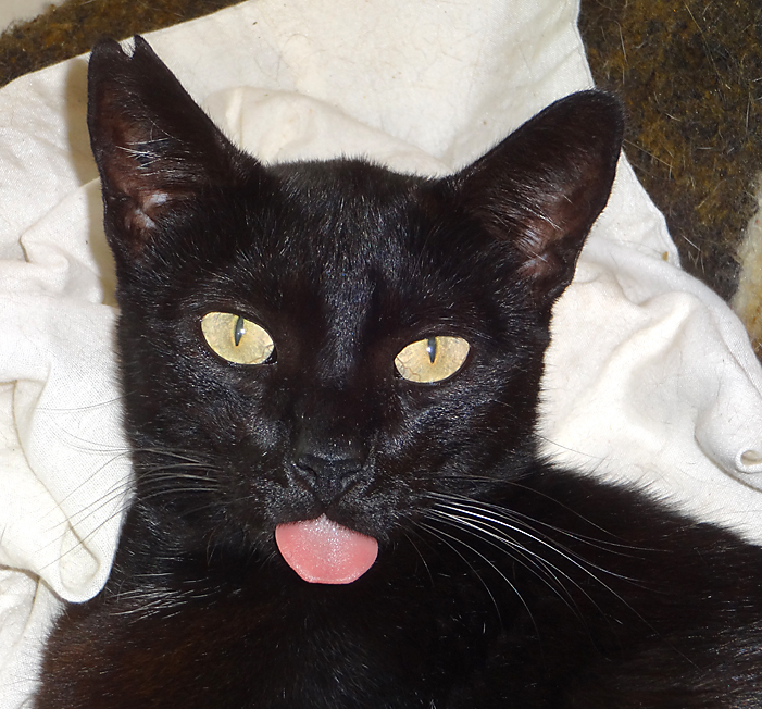 Taz cat