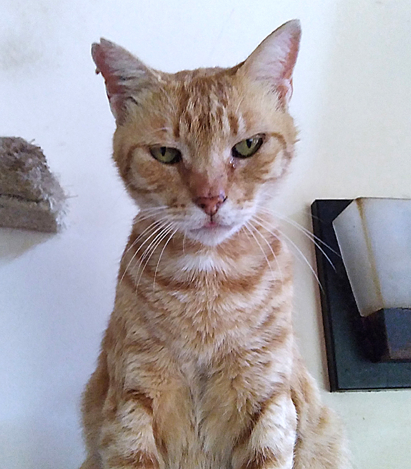 Tiger cat