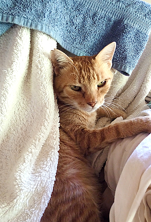Tiger cat