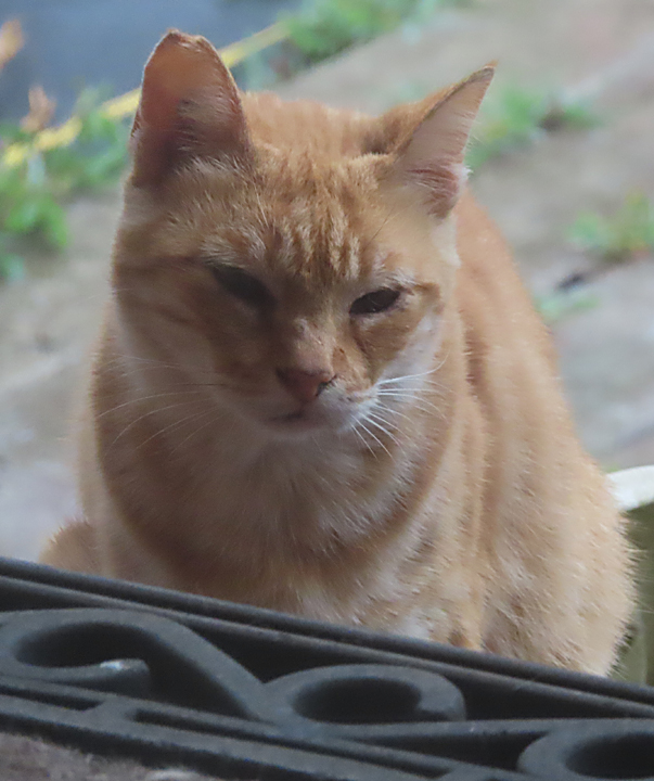 Tigger cat