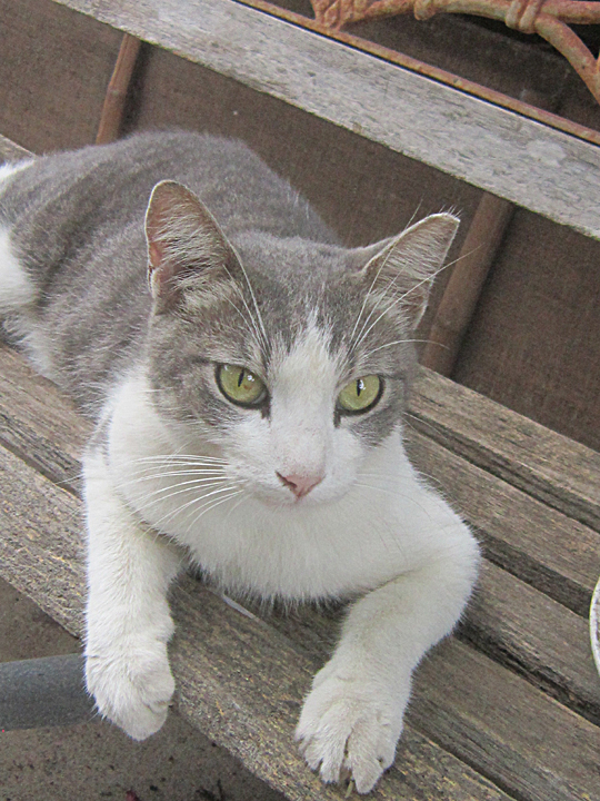 cat named tiny bubbles