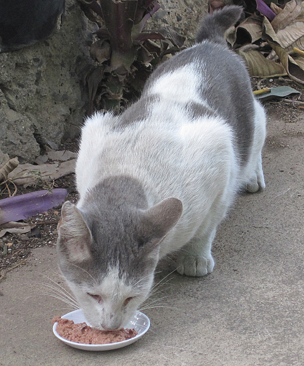 cat