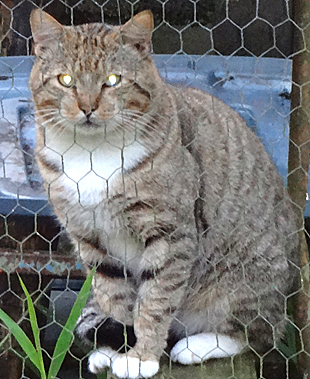 cat