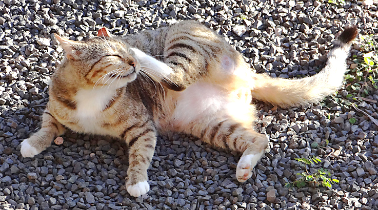 cat