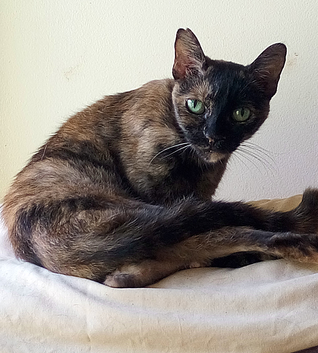 cat