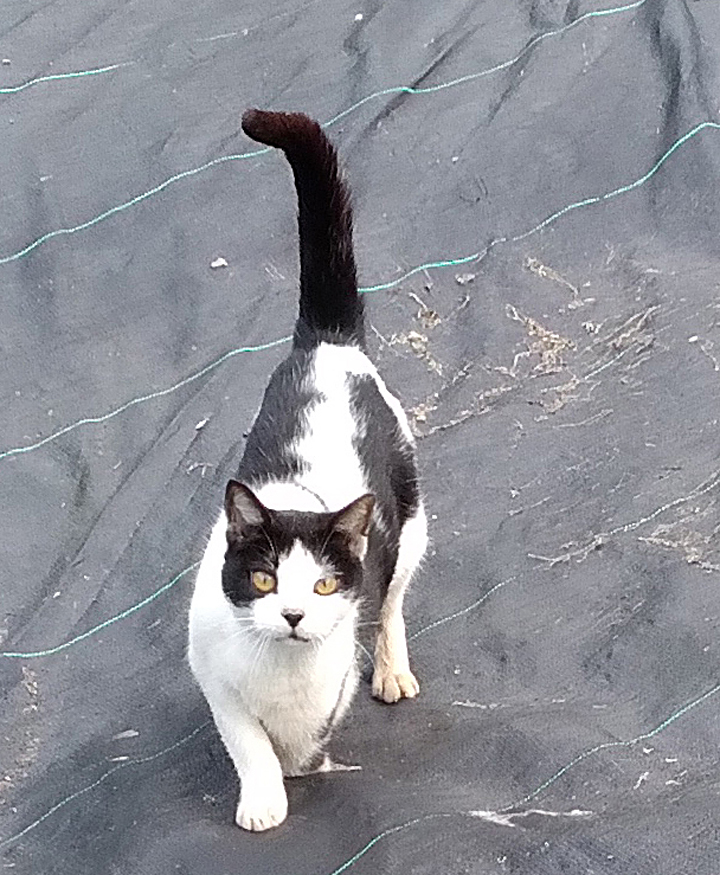 Tripod cat