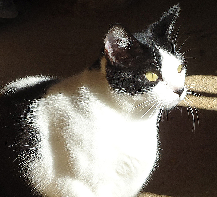 Tripod cat