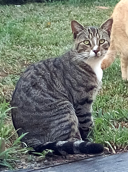 Tripper cat