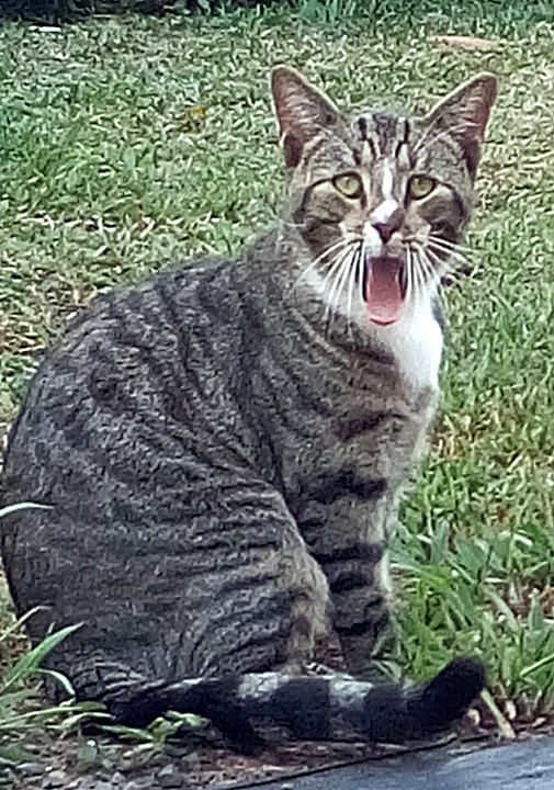 Tripper cat