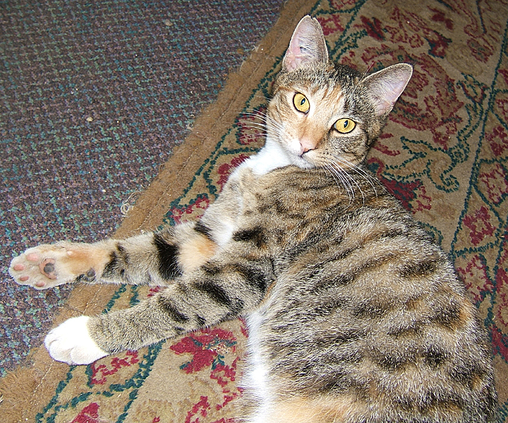 cat