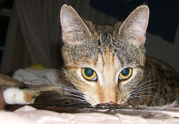 cat