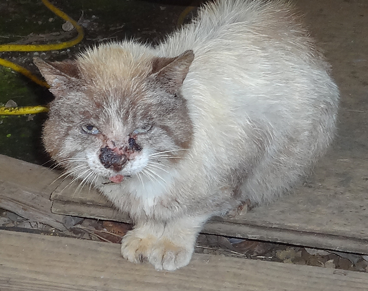 cat