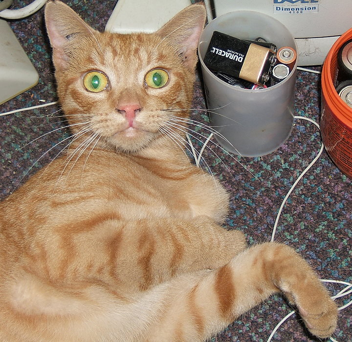 cat