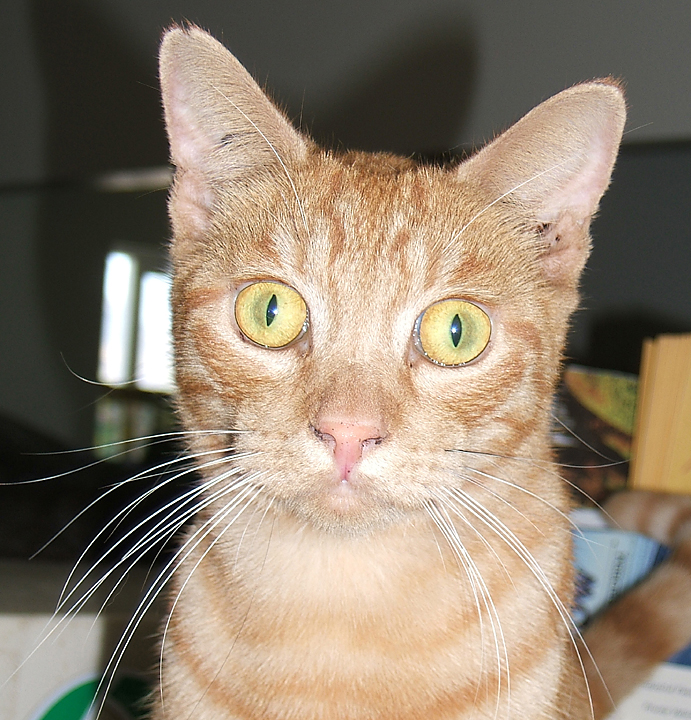 cat