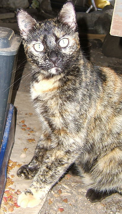 cat