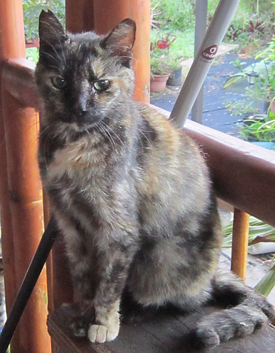cat