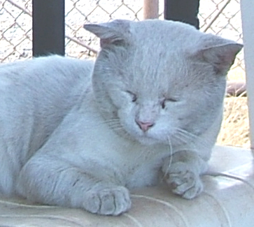 cat