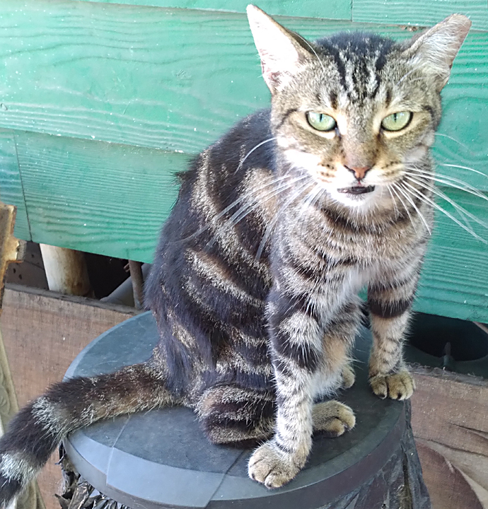 cat named zeebers