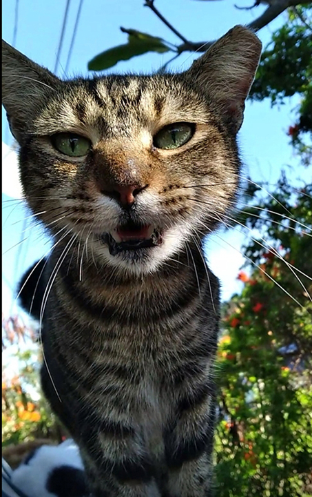 zeebers cat