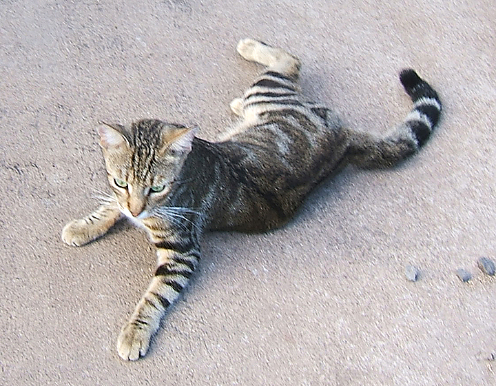 cat