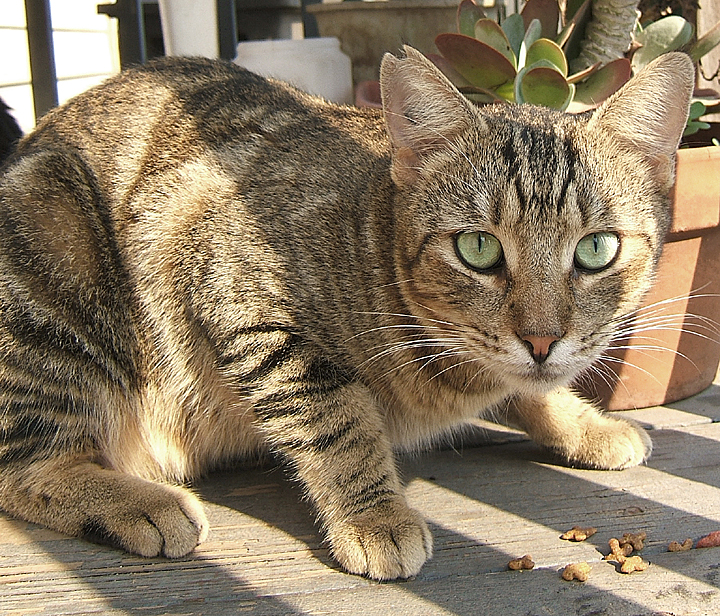 cat