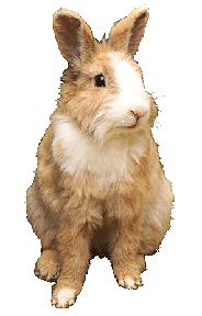 rabbit picture