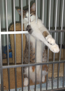 cat in cage picture
