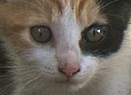 percy
