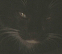 whiskers