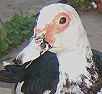 duckduck
