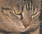 pua