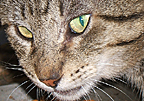 Sir Ocelot