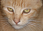 back orange fluff