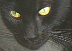Back Blackie Panther