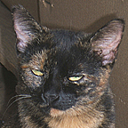 Tortie