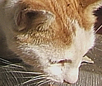 back orange white