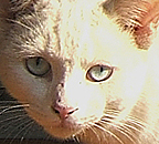 back blue eyes