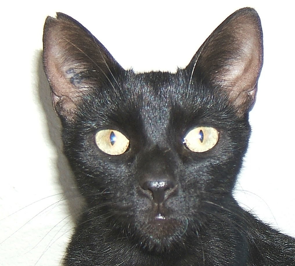 Blackie Boy