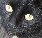 blackie boy