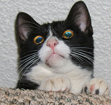 Felix
