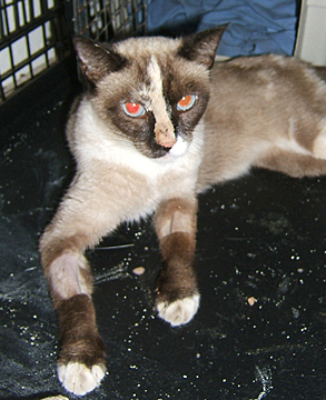 Coco Azul, rescued from the side of the road 2009