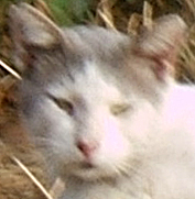 gray white Tom