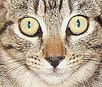 gray boy septmus