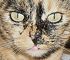 missy short tail
